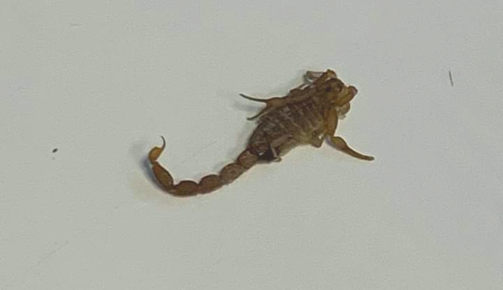 העקרב (צילום: טרם בית שמש)