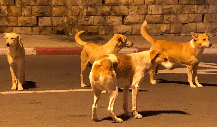להקות כלבים בעיר ירושלים (צילום: פרטי)