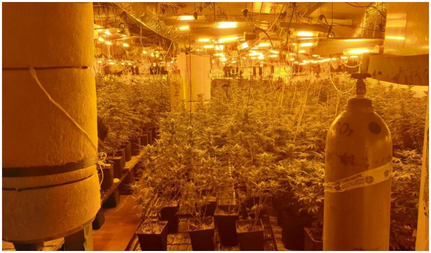 מעבדת הקאנביס שאותרה (צילום: דוברות המשטרה)