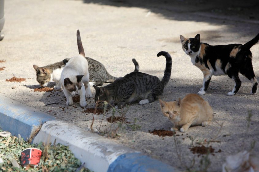 חתולי רחוב (צילום: אליהו הרשקוביץ)